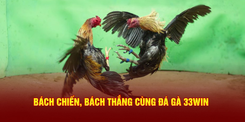 Bách chiến, bách thắng cùng đá gà 33Win