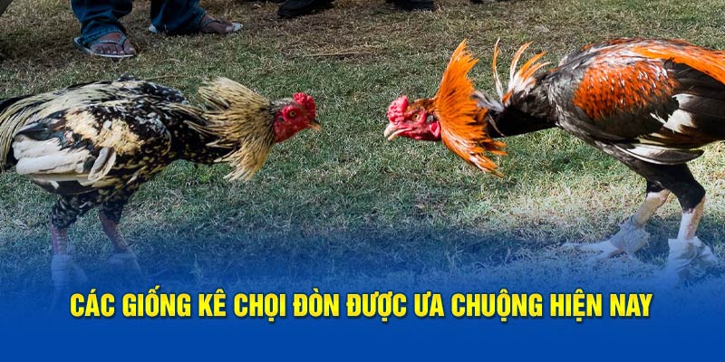 Các giống kê chọi đòn được ưa chuộng hiện nay