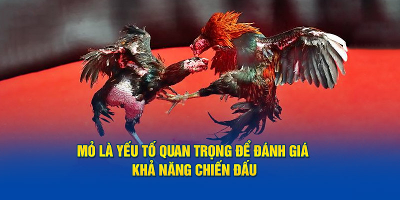 Mỏ là yếu tố quan trọng để đánh giá khả năng chiến đấu