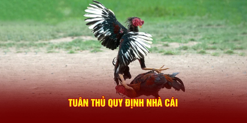 Tuân thủ quy định tại nhà cái 33win